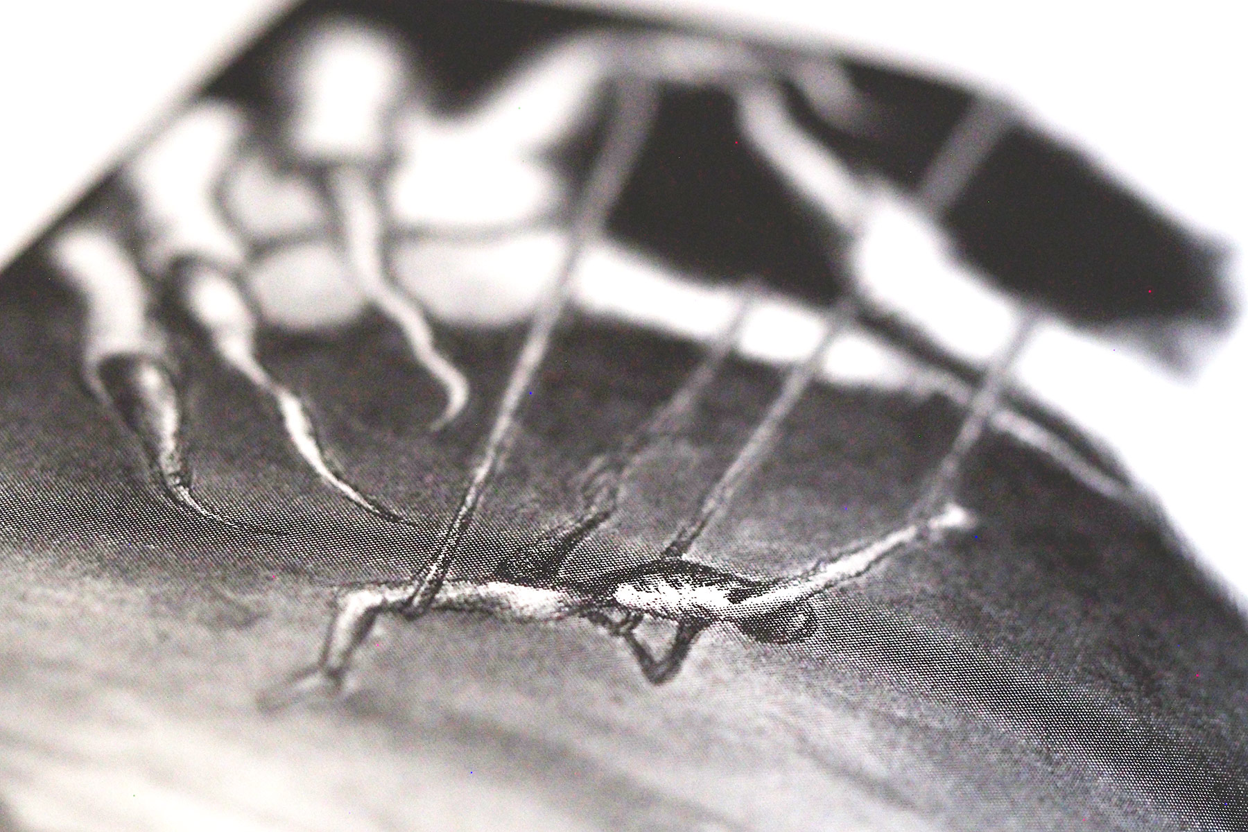 Illustration aus dem Buch
